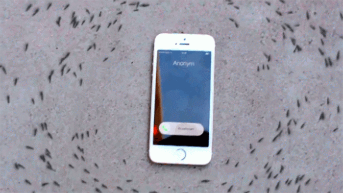 La verdad sobre las hormigas girando alrededor de un iPhone