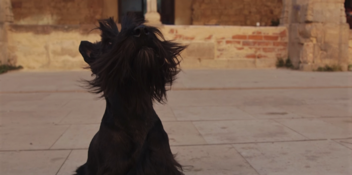 Sony deja ver los resultados de la cámara del Xperia X en «El viaje de un perro»