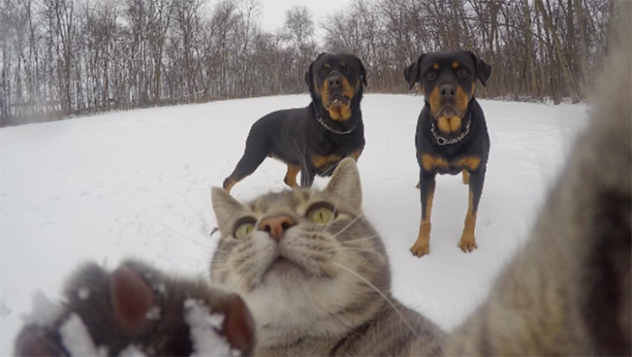 La nueva sensación del internet es este gato amante de los selfies