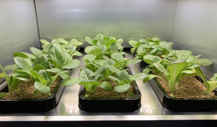 LG desarrolla sistema de jardinería en interiores para cultivar vegetales