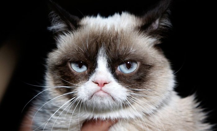 Grumpy cat fallece a los 7 años de edad