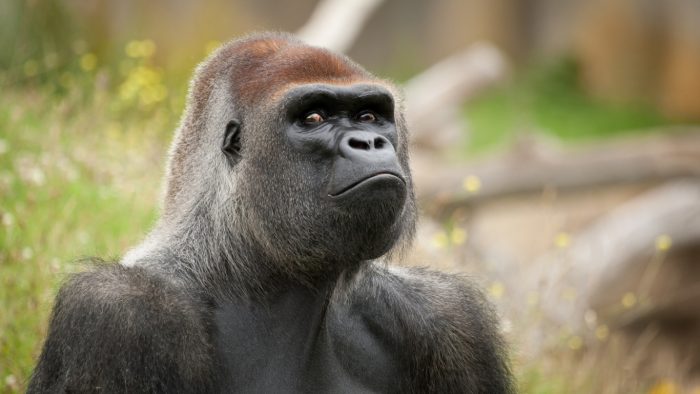 El nuevo Gorilla Glass 5 nos hará despreocuparnos por las caidas