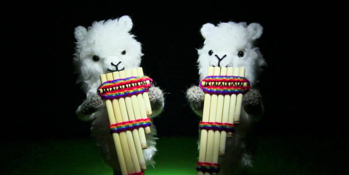 alpaca