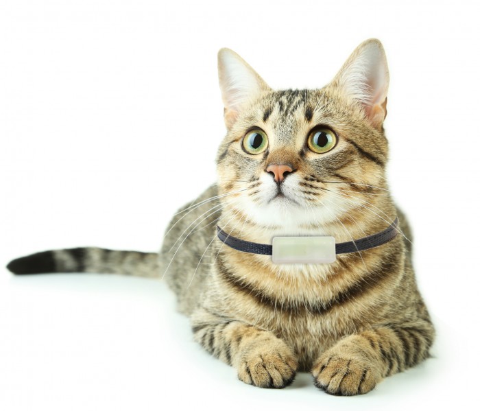 Beautiful cat isolated on white