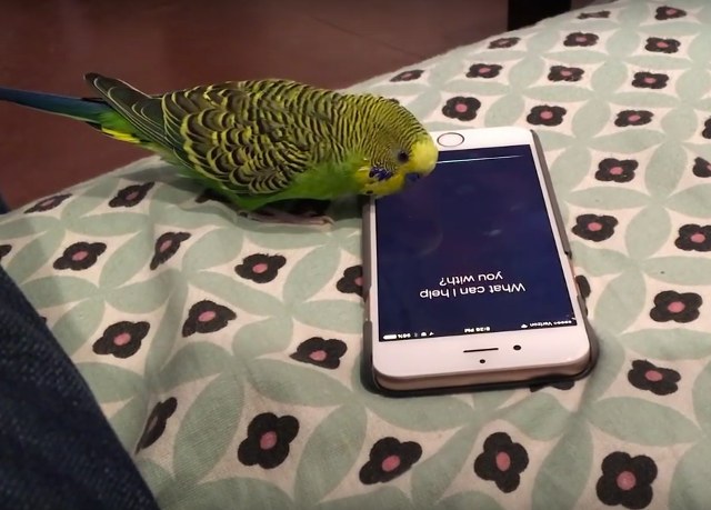 Un perico puede activar fácilmente Siri a través de su «voz»